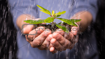 Hands holding seedling in the rain