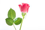 Single pink rose with three leaves