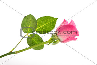 Pink rose with three leaves