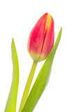 Single pink and yellow tulip