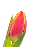 Single pink and yellow tulip close up