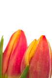 Two pink and yellow tulips close up