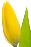 Yellow tulip close up with stalk