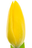 Yellow tulip close up