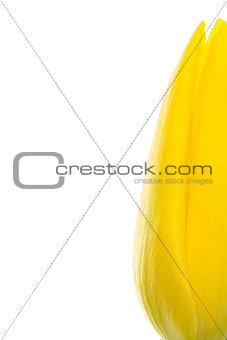 Yellow tulip with copy space