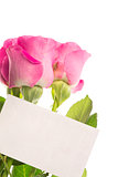 Blank card with pink roses