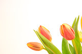 Pink and yellow tinged tulips with copy space
