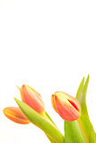 Pink and yellow tinged tulips on white background