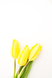 Three yellow tulips with copy space