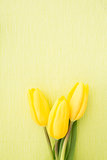 Three yellow tulips green painted background