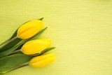 Three yellow tulips resting on green painted background