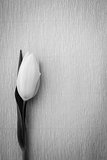 Tulip resting on textured background