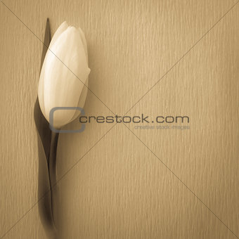 White tulip resting on textured background