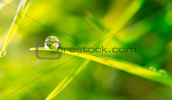 Dew drop on blade of grass