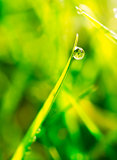 Dew drop on green grass
