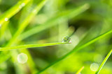 Dew on the green grass close up