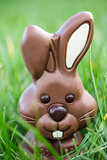 Chocolate bunny nestled in the grass