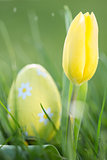 Yellow tulip growing with easter egg