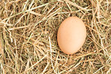 Egg nestled in straw