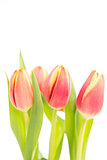 Three tulips on a white background
