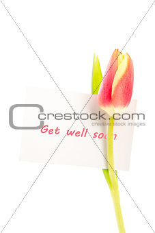 A tulip with a get well soon card