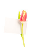 A tulip with a blank card