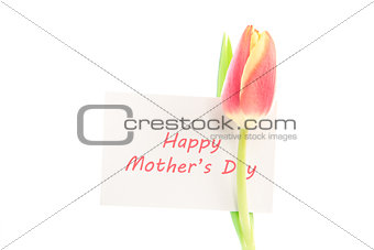 A beautiful tulip with a happy mothers day card