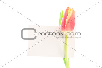 A beautiful tulip with a empty card