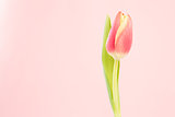 Close up of a beautiful tulip