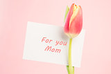 Close up of a beautiful tulip with a card for a mother