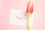 Close up of a beautiful tulip with a thank you card