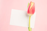 Close up of a beautiful tulip with a empty card