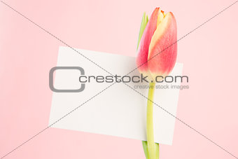 Close up of a beautiful tulip with a empty card