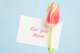 A beautiful tulip with a card for a mother