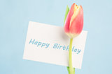 A beautiful tulip with a happy birthday card