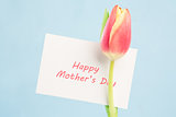 A beautiful tulip with a happy mothers day card