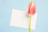 A beautiful tulip with a blank card