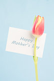A beautiful tulip with a happy mothers day in blue card