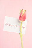 Close up of a beautiful tulip with a happy birthday card