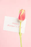 Close up of a beautiful tulip with a happy mothers day card in pink