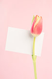 A tulip with an empty card