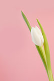 White tulip close up