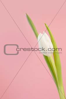 White tulip close up