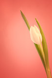 White tulip on a red background