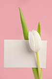 Beautiful white tulip with blank card