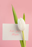 Beautiful white tulip with a card for a mother
