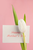 Beautiful white tulip with a happy mothers day card