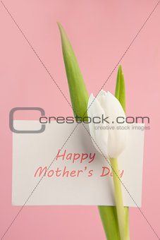 Beautiful white tulip with a happy mothers day card