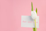 Close up of white tulip with a get well soon in pink card on a pink background