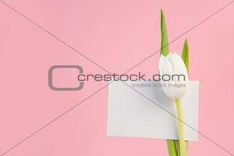 White tulip with a blank card on a pink background